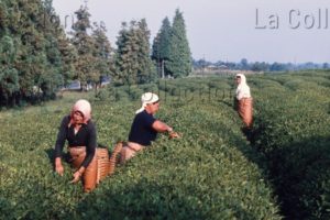 Géorgie. Société. Sur La Route De Gori. La Cueillette du thé en colchide dans la région d'Otchamtchire. 1964. Photographie. Collection Particulière.