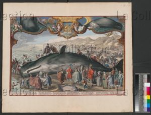 Baleine échouée à Beverwijk le 20 décembre 1601. Gravure. Vienne, Österreichische Nationalbibliothek.