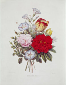 Redouté, Pierre-Joseph & Thory, Claude Antoine. Rosier jaune de souffre (Rosa Sulfurea). 1817-1824. Gravure. Vienne, Österreichische Nationalbibliothek.