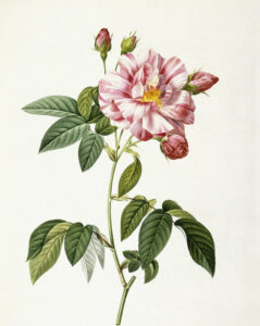 Redouté, Pierre-Joseph & Thory, Claude Antoine. Rosier jaune de souffre (Rosa Sulfurea). 1817-1824. Gravure. Collection particulière.