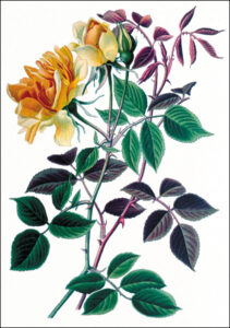 Botanique. Fleur. Rose William Allen Richardson ou rose Noisette. Fin du XIXe siècle. Gravure. Collection particulière.