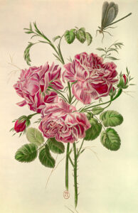 Buc'hoz, Pierre-Joseph. Bouquet de pivoines. XVIIIe siècle. Gravure. Paris, Bibliothèque Nationale de France (BNF).