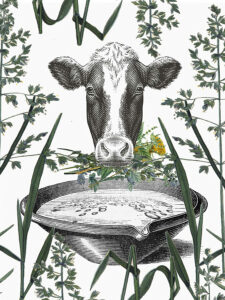 Vache Paturages